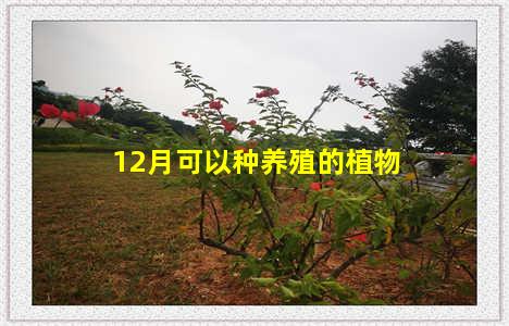 12月可以种养殖的植物