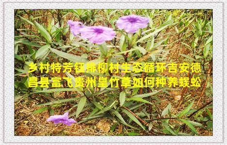 乡村特芳钰排柳村生态循环吉安德昌县富飞贵州皇竹草如何种养蜈蚣草