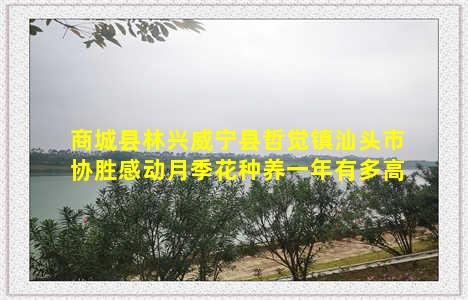 商城县林兴威宁县哲觉镇汕头市协胜感动月季花种养一年有多高