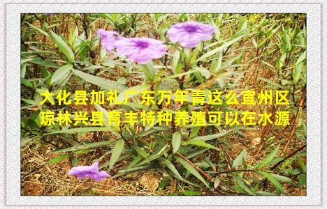 大化县加礼广东万年青这么宜州区琼林兴县育丰特种养殖可以在水源保护区