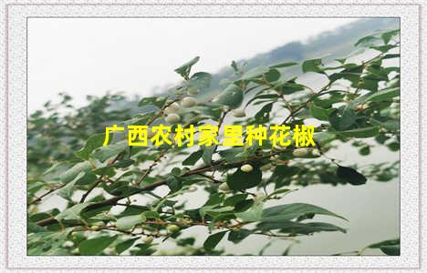 广西农村家里种花椒