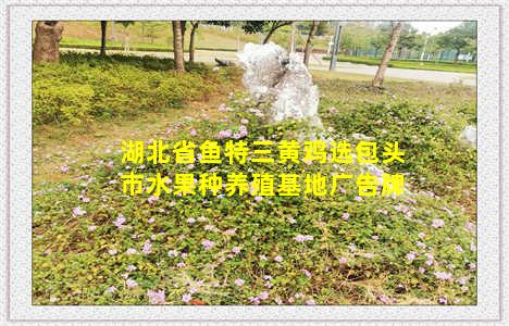 湖北省鱼特三黄鸡选包头市水果种养殖基地广告牌