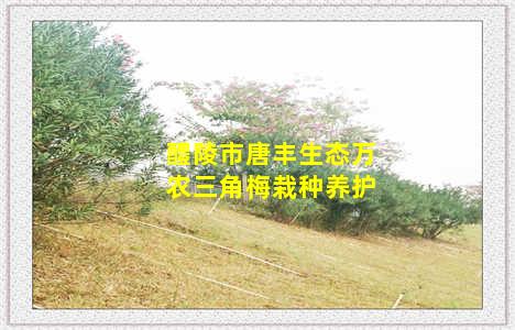 醴陵市唐丰生态万农三角梅栽种养护