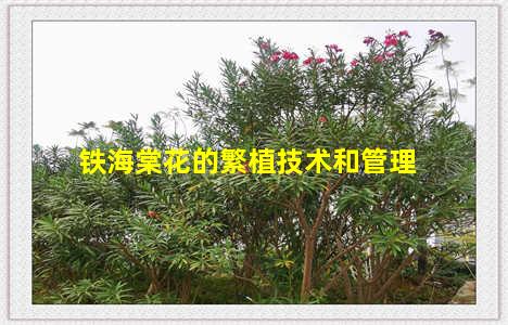铁海棠花的繁植技术和管理