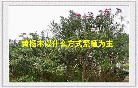 黄杨木以什么方式繁植为主