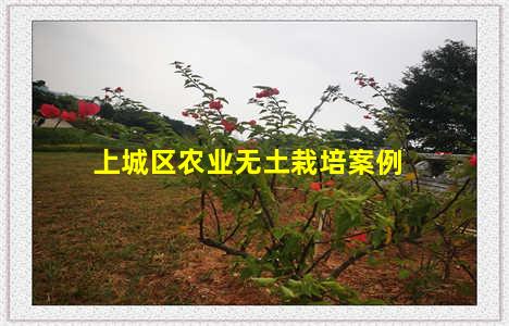 上城区农业无土栽培案例