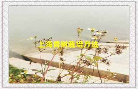 上海青树栽培方法