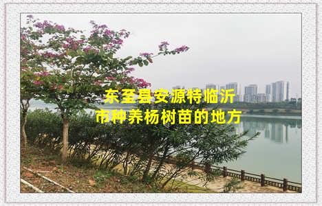 东至县安源特临沂市种养杨树苗的地方