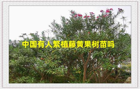 中国有人繁植藤黄果树苗吗