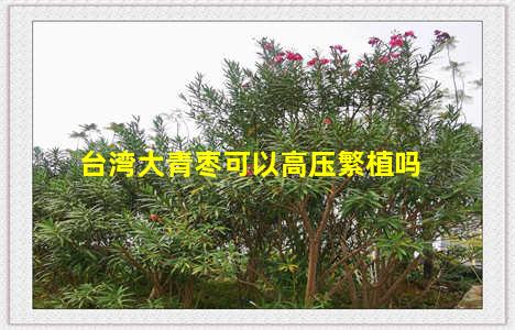 台湾大青枣可以高压繁植吗