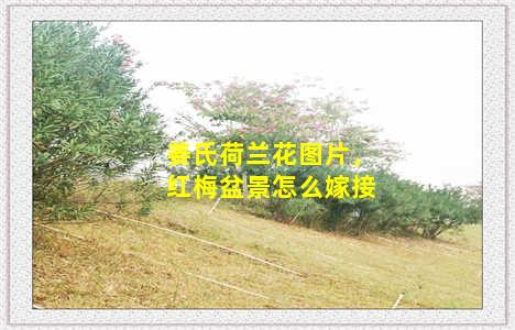 姜氏荷兰花图片，红梅盆景怎么嫁接