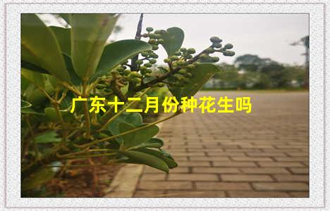 广东十二月份种花生吗