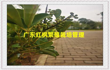 广东红枫繁殖栽培管理