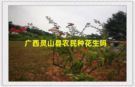 广西灵山县农民种花生吗