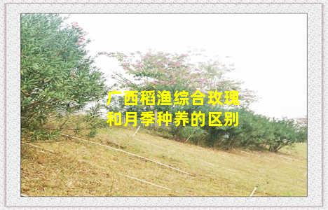 广西稻渔综合玫瑰和月季种养的区别