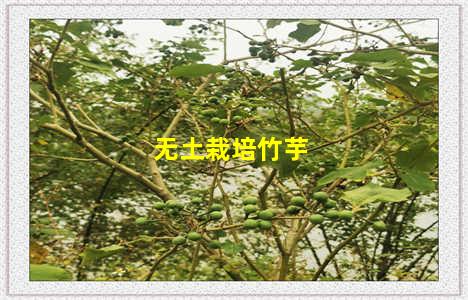 无土栽培竹芋