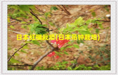 日本红樱栽培(日本吊钟栽培)