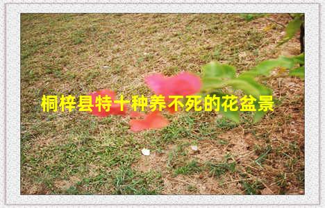 桐梓县特十种养不死的花盆景