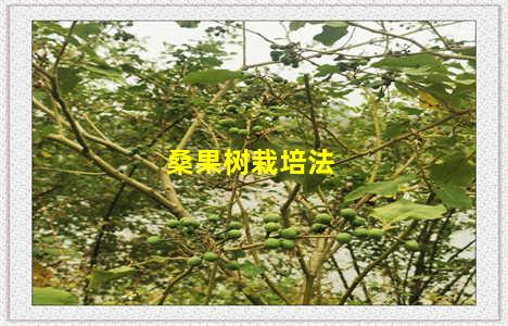 桑果树栽培法