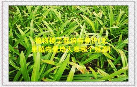 植物楼兰栽培与养护(北京植物栽培大赛哪个好养)