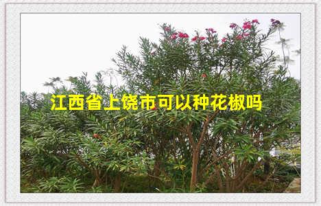 江西省上饶市可以种花椒吗