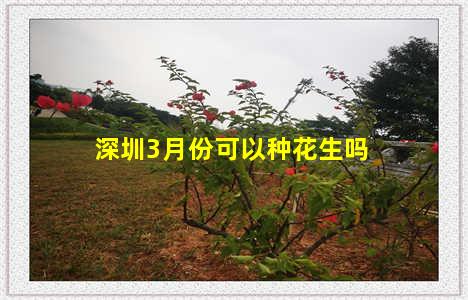 深圳3月份可以种花生吗