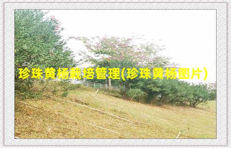 珍珠黄杨栽培管理(珍珠黄杨图片)