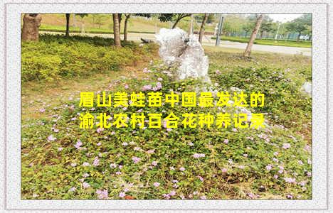 眉山美蛙苗中国最发达的渝北农村百合花种养记录