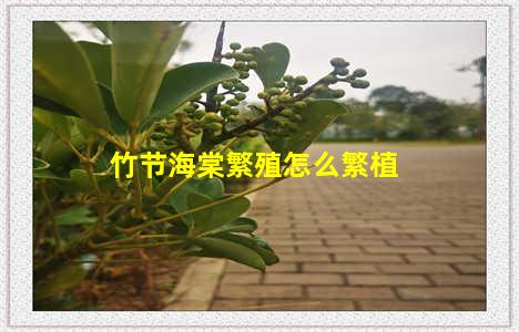 竹节海棠繁殖怎么繁植