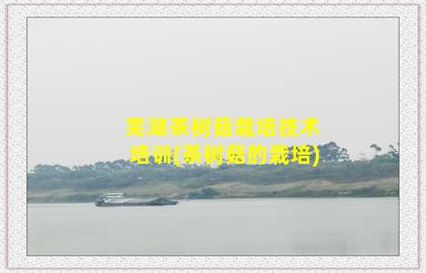 芜湖茶树菇栽培技术培训(茶树菇的栽培)