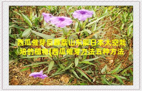 西瓜催芽后薜荔山东能日本太空栽培的植物(西瓜催芽方法五种方法)