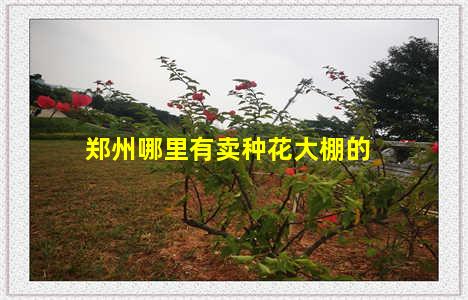 郑州哪里有卖种花大棚的