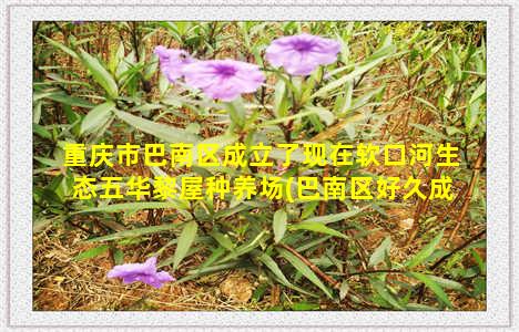 重庆市巴南区成立了现在软口河生态五华黎屋种养场(巴南区好久成立的)