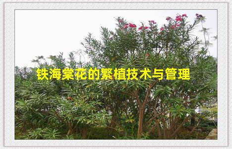 铁海棠花的繁植技术与管理