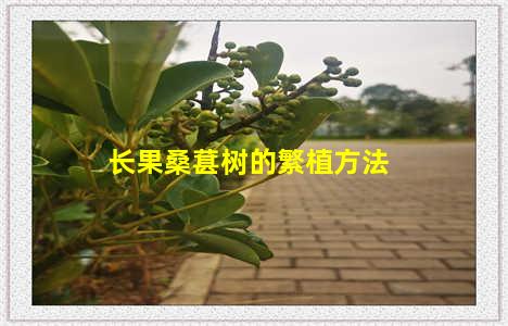 长果桑葚树的繁植方法
