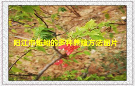 阳江市蚯蚓的多种养殖方法图片