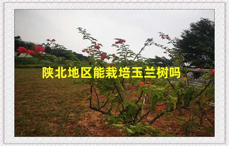 陕北地区能栽培玉兰树吗