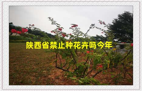 陕西省禁止种花卉吗今年